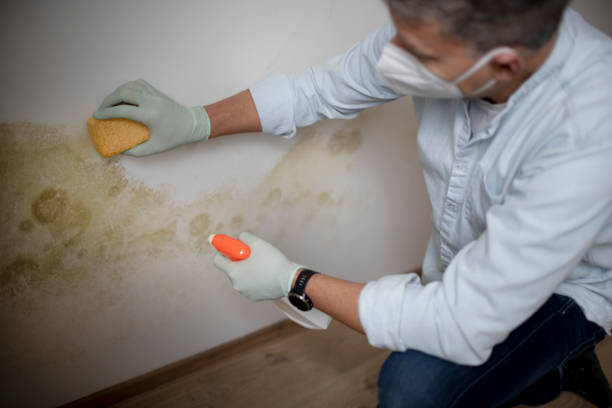 Best Emergency Mold Removal  in Elgin, IL