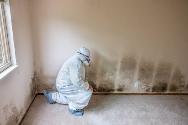 Professional Mold Removal in Elgin, IL